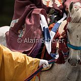 AoiMatsuri 20150515_074 CPR.jpg