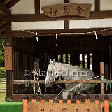 AoiMatsuri 20150515_521 CPR.jpg